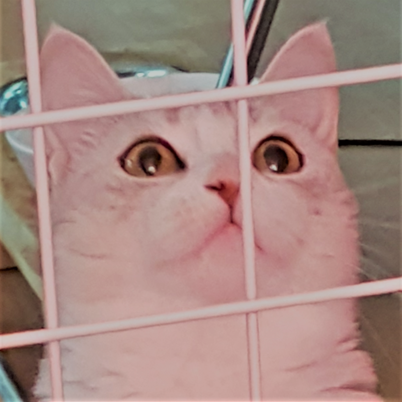 비비